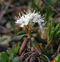 Labrador Tea - a tea substitute in America at the time of the Boston Tea Party
