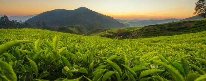 UK Tea & Infusions Association - Tea Growing and Production